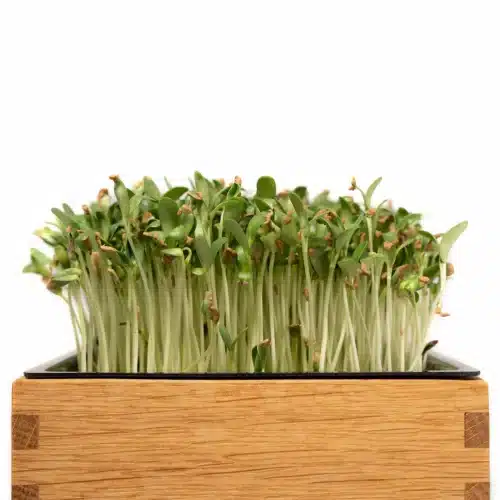 Bockshornklee Microgreens in einer hölzernen Anzuchtschale