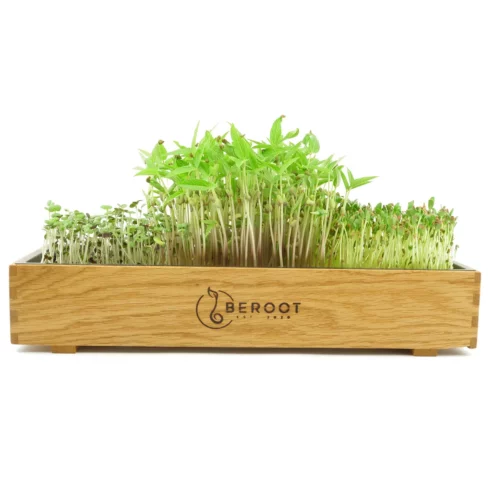 Microgreens in einer Anzuchtschale aus Eichenholz