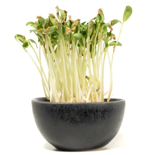 Bockshornklee Microgreens in einer kleinen Schale auf hellem Hintergrund