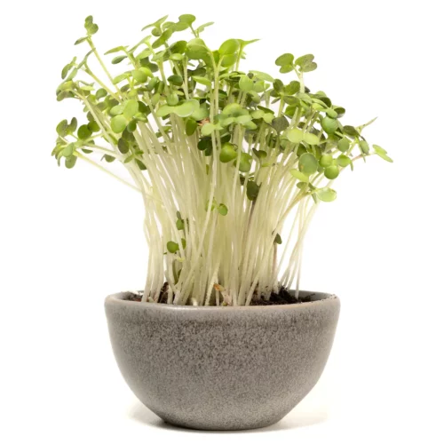 Senf Microgreens Sprossen in einer kleinen Schale