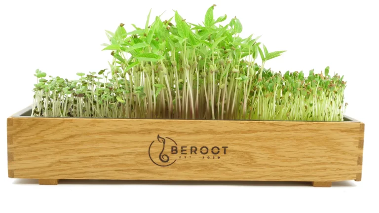 Microgreens in einer Anzuchtschale aus Eiche