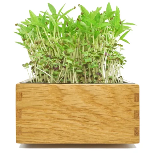 Microgreens in einer Anzuchtschale aus Eiche