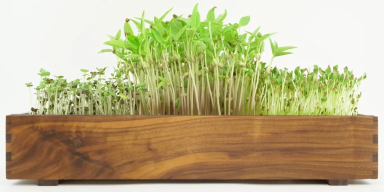 Microgreens oder Sprossen, Keimlinge in einer Anzuchtschale aus Nussbaum