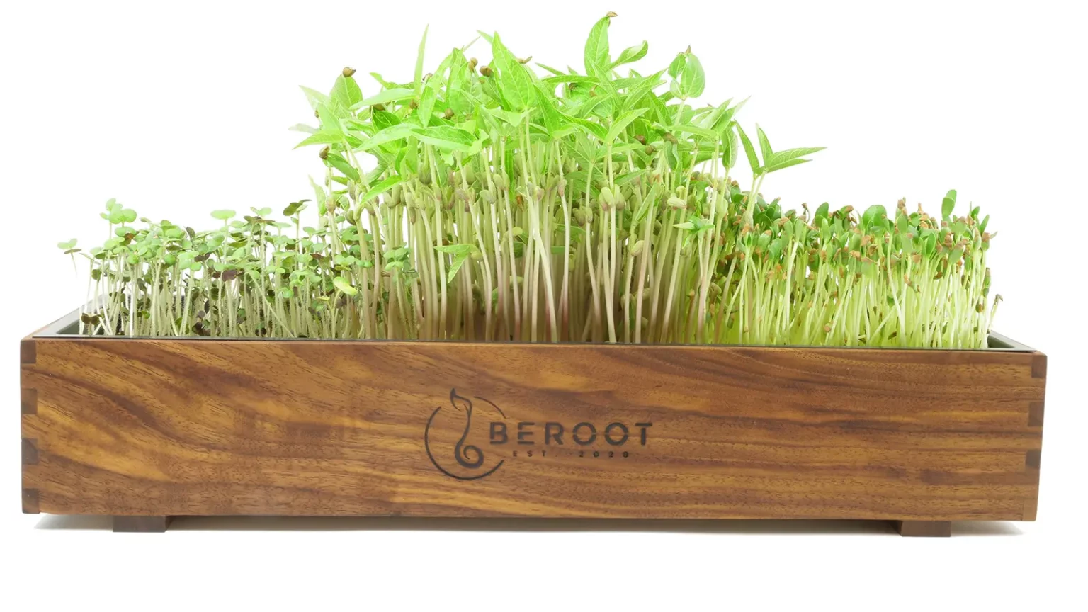 Eine Auswahl an Microgreens in einem langen, dunklen Holzrahmen Nussbaum